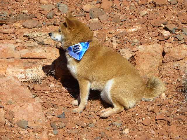 Sedona Ring Bearer